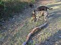 filmpje doerak noa filmpje doerak noa
