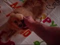 Mia´s 4 years birthday.wmv