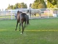 Quick Trigger Missouri Fox Trotter Stallion