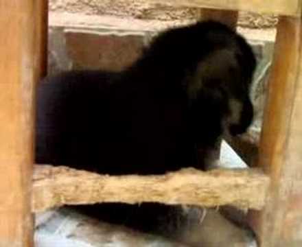 chien berger allemand