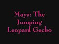 this is a short video of my jumping leopard gecko, maya. she just starting doing this one day with the feeding tongs and has done it ever since. none of my other leopard geckos do this and i havent heard about any others that do what she does.