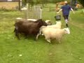 Sheep Race 8D