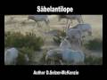 Säbelantilope Tiere Animals Natur SelMcKenzie Selzer-McKenzie