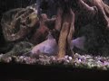 My Albino Catfish