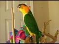 Nacho -- White Bellied Caique