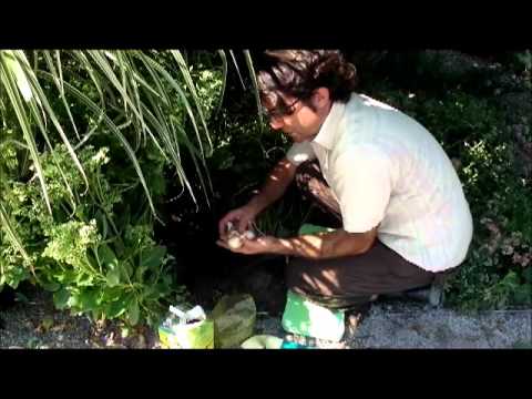 how to transplant bulbs in spring