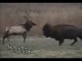 Buffalo and Elk Fighting