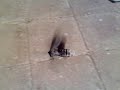 Giant Wood Moth