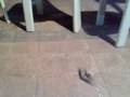videos de Giant Wood Moth