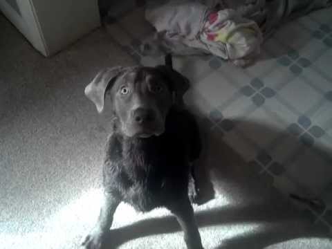 Bella the Silver Lab gets a bath for the second time.