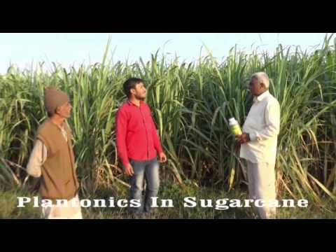 how to fertilize sugar cane