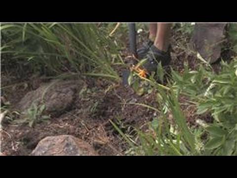 how to transplant bulbs in spring