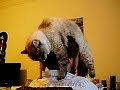 The Incredible Head-Cleaning Cat Hat