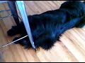 Funny Cat giving Newfoundland Dog a bath