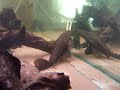 L083, L165, L196 Glyptoperichthys gibbiceps 2 L083, L165, L196 Glyptoperichthys gibbiceps 2