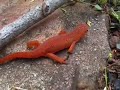 newt newt