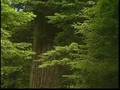 The Great Redwoods -Part 2