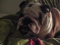 Sam the English Bulldog's ass on my pillow! Sam the English Bulldog's ass on my pillow!