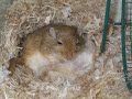 Gerbils