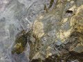 Crab