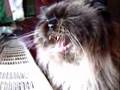 Himalayan Cat Talking to Pigeons