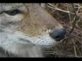 Coyote Trapping
