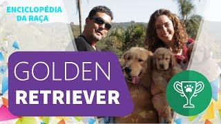 Enciclopédia da Raça: Golden Retriever 
