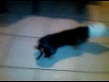 Sock on head dachshund. my boy blue