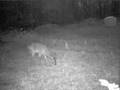 MoultrieCam April/May 2008