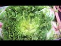 Produce Pete - Escarole Chicory - Italian American Network
