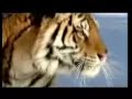 Siberian Tiger Top Rredator On Earth. 13 feet long, 900 lbs. Siberian Tiger Top Rredator On Earth. 13 feet long, 900 lbs.