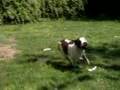 lilman vs humon