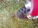 dirt 125 cc