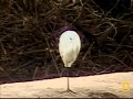 Little Egret at Pete\ Little Egret at Pete\