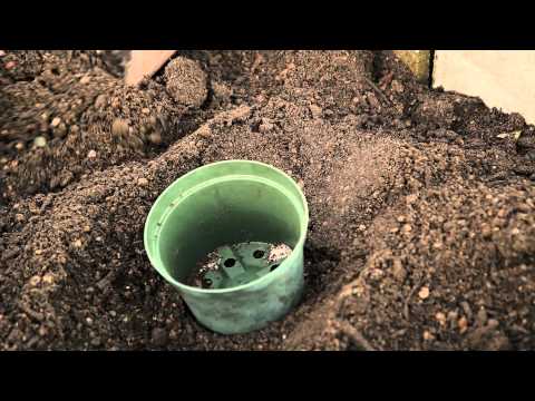 how to transplant spaghetti squash