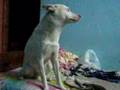 good doggy