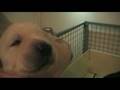 Evy en haar Pups deel 2