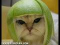 L'amour d'un Chat  - Pow Wow - Le Chat