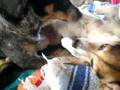 Piggry's Sick Licking