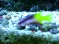 meu aquario marinho 