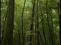 Nassawango Creek, Maryland - The Nature ...