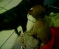 salto mortal de chicho