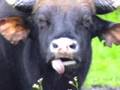 videos de Indian Wildlife