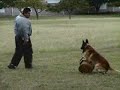 Southernwind Belgian malinois