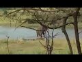 Elephant3
