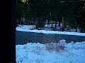 in the snow