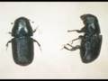 Mountain Pine Beetle Presentation