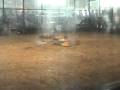 videos de Stewie vs. Touro - RG06