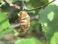 Invasion of the Cicadas