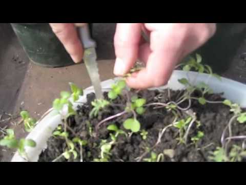 how to transplant kale